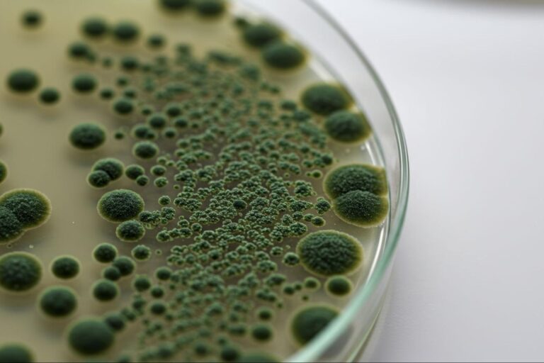 カビ原因調査を依頼する会社の選び方｜カビ原因調査10,000件以上の専門家が解説
